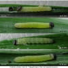 ochl sylvanus larva3 volg